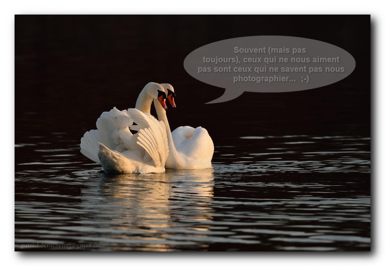 PDR_3364_copyr-joke