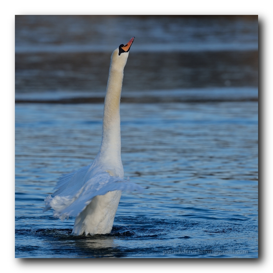 PDR_3475_copyr